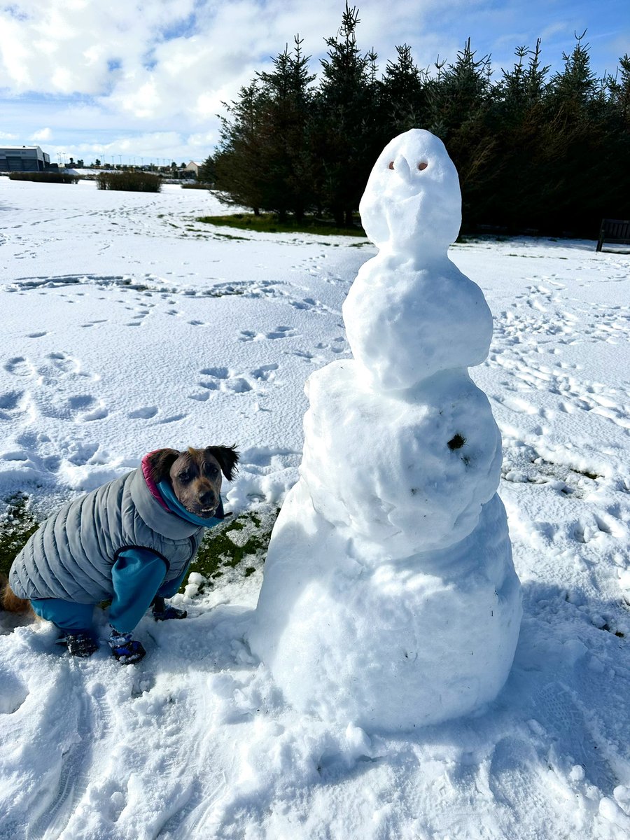 AmyBuckkkx's tweet photo. #Crufts Bonnie enjoying the snow today in Scotland. https://t.co/oVebFcLZ20