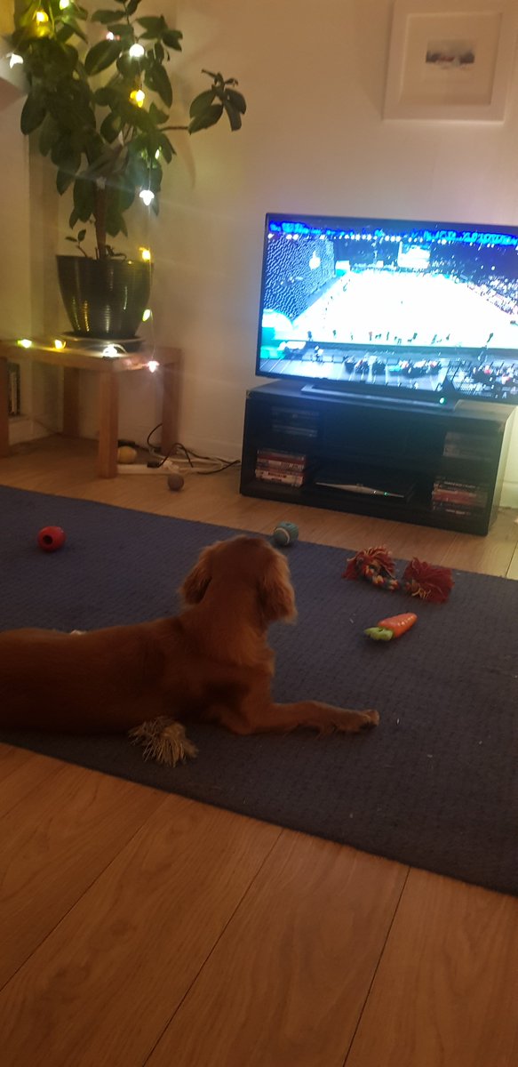 Alfie the cockalier watching #crufts for the first time. Think he wants to be there next year!