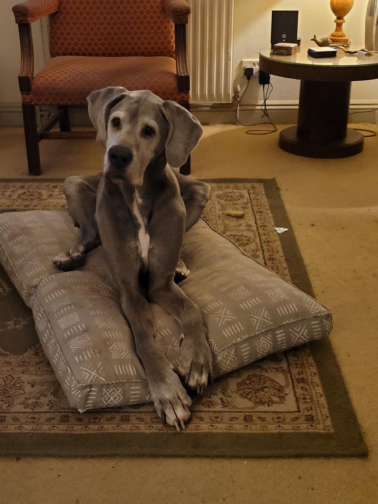 TommyBarwick2's tweet photo. #Crufts Rosie, our 11 year old dane. She is still very active and loves her 2 hours walk. #Greatdane #dane https://t.co/DUNTMA0EIu