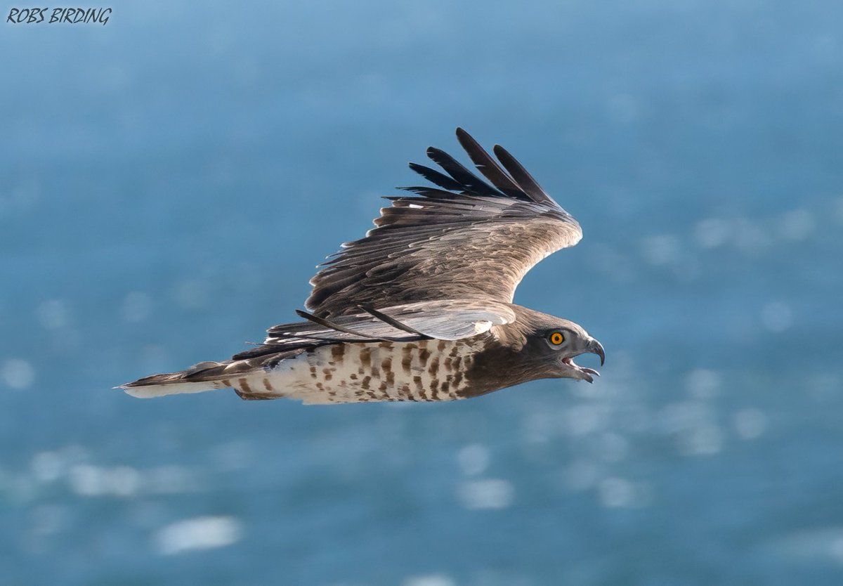 One of hundreds of Short-toed eagles that crossed the strait of Gibraltar this week #Gibraltar #BirdsSeenIn2023 @gonhsgib @BirdingRasta @GibraltarBirds @_BTO @ThinkingGreenGI @Natures_Voice @GibReserve #TwitterNatureCommunity @WildlifeMag