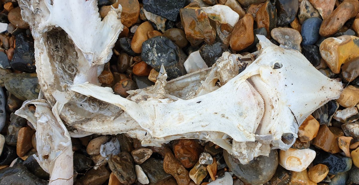 TetZoo's tweet photo. Look what I found on the beach today. Ten points if you can identify it... https://t.co/eHpDbO2FRL