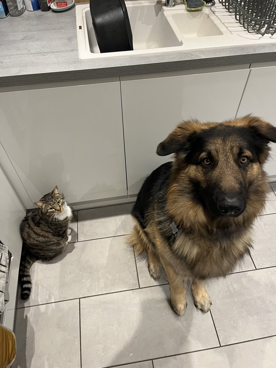 Our beautiful boy - Cobra

Enjoying a walk on the Cleveland Way 🥾 

#Crufts #GermanShepherd #ClevelandWay #NorthYorkshire