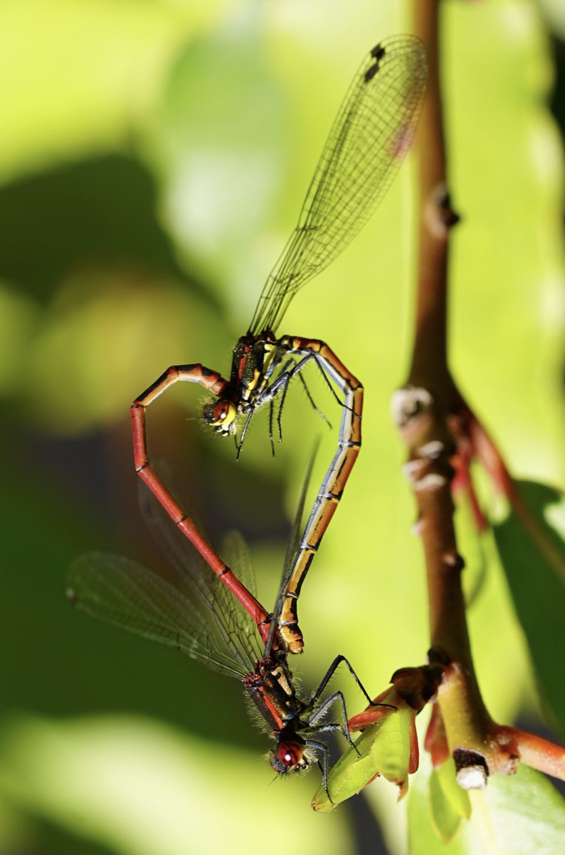 Ich will Sommer … #macro #sonya7rII