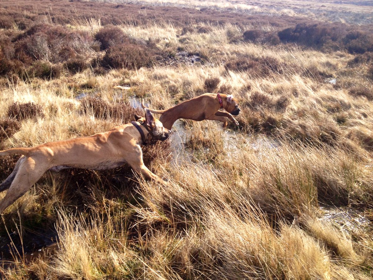 liam_colgan's tweet photo. #crufts our boy Frank the ridgeback enjoying some time on the moors https://t.co/x0rwi3W63m