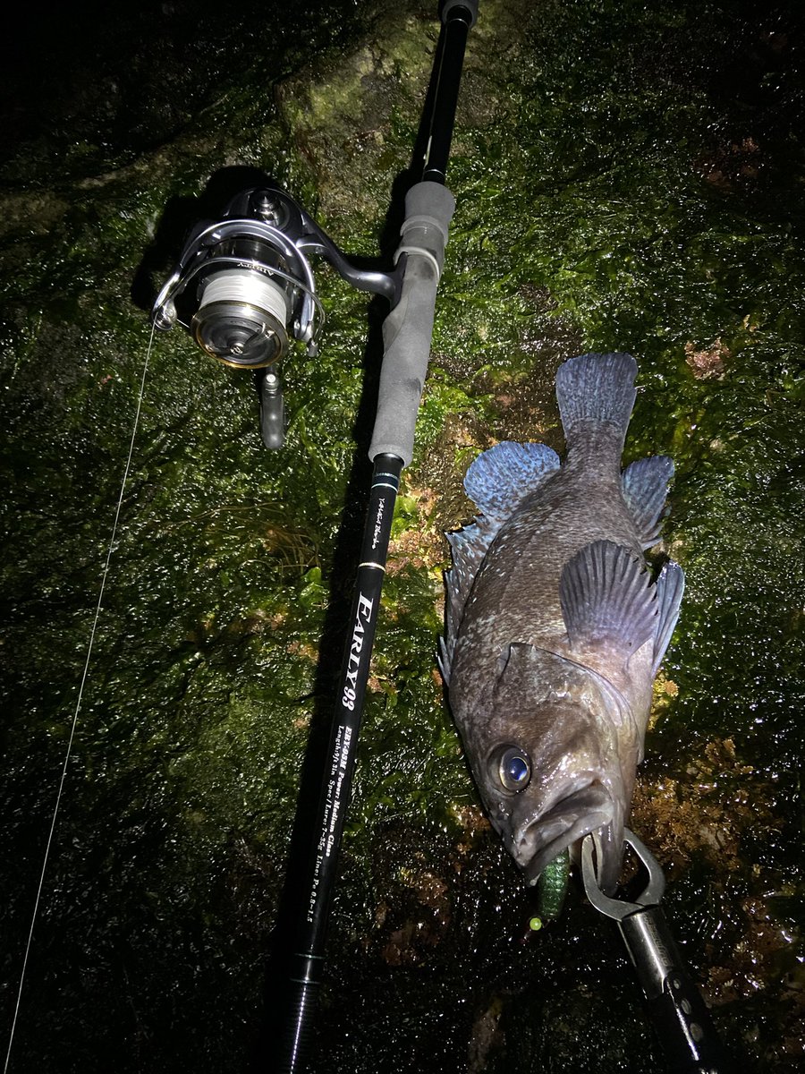 ayumu_2152's tweet image. 春を感じに夜の磯場へ。

浮いてるクロの反応がなかったので、底叩いてハッチーとマゾイ。春本番までもう少しって感じ。

そしてエアリティー入魂。
ダイワっぽいヌルヌルのドラグでファイト楽だし、なんせこの軽さはすごい。
#タッチアンドトライキャンペーン
#AIRITY 
#Early 
#デスアダーシャッド