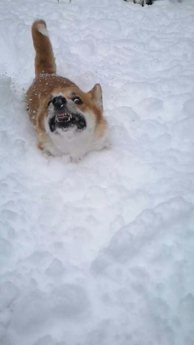 Social media vs reality #CorgiCrew