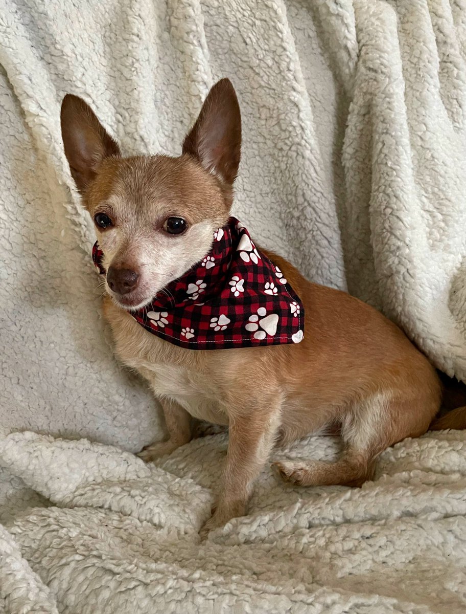 sarahanunn's tweet photo. Wiley is skeptical about the whole time travel into the future thing that’s going to happen this weekend. He just hopes that there is unlimited bacon in the future…
🥓
#DaylightSavingsTime #ToTheFutureAndBeyond #SeniorPup #SeniorPupSaturday #RescueDog #Chiwoowoo #DogsofTwittter https://t.co/L3Be6IpMh3