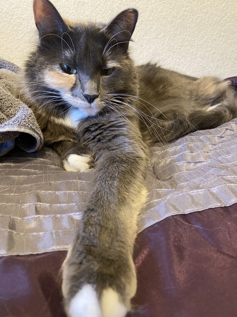 😸💜Meowdy FurFriends! Happy #Caturday 💚😽