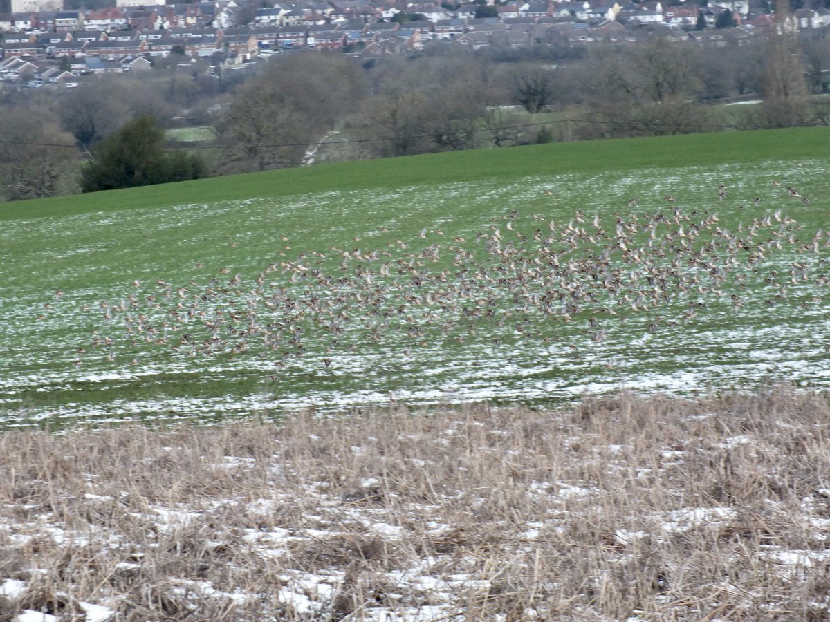 Bibbey’s Wild Farms tweet media