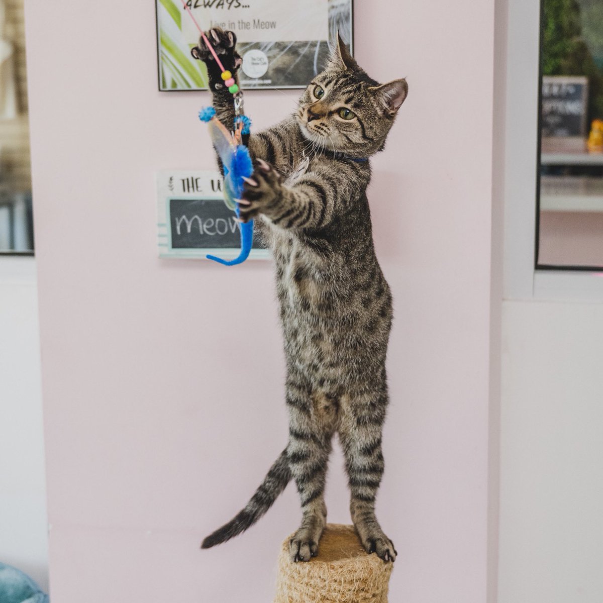 catsmeowcafemia's tweet photo. Tucker is ready to play 🎣!! Sessions are filling up quickly today 😻. For reservations visit https://t.co/tIMhWa73WH
#catcafe #caturday #catlounge #thingstodomiami #adoptme https://t.co/xvVND2pOF7