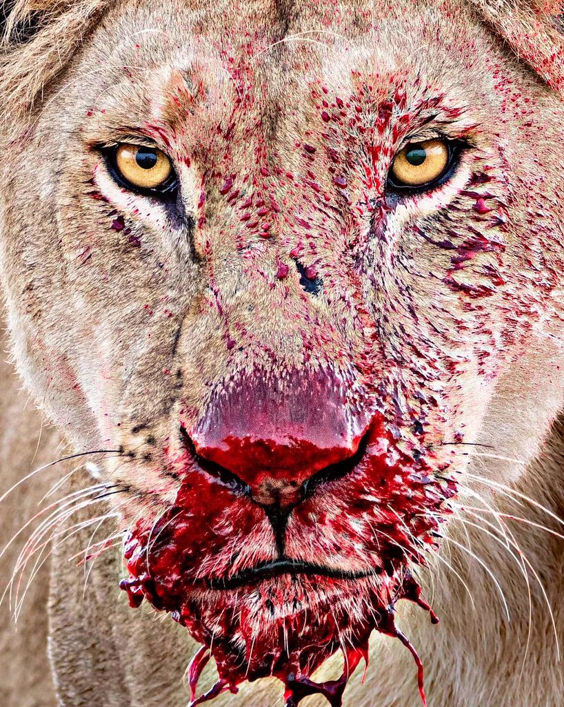 "Le Sénégal a une haute estime de son football alors qu’il n’a jamais rien gagné " Alain Giresse 👇 Actuellement 🤷🏆🇸🇳🌍