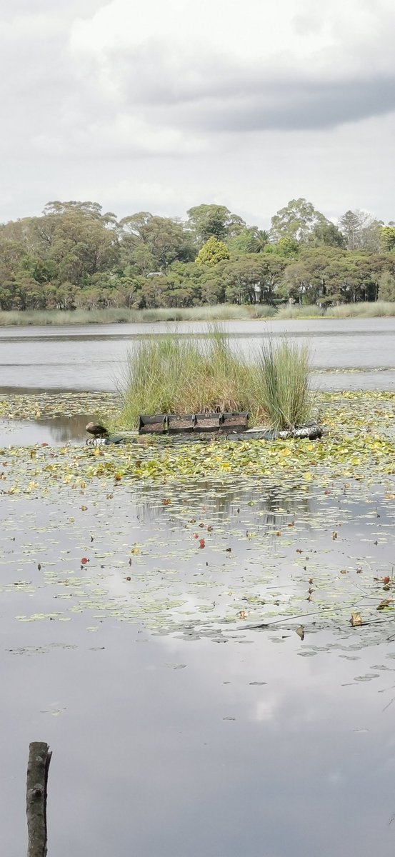 Prof_TurtleAU's tweet photo. Success for our #FloatingTurtleIslands this year with multiple nesting events recorded. Eggs shown below

We have now created a fleet of portable #TurtleIslands and you can see a video here of the first launch... It didn't sink :-)

#Turtle #freshwaterTurtle #floatingislands https://t.co/voDlQQs9mg