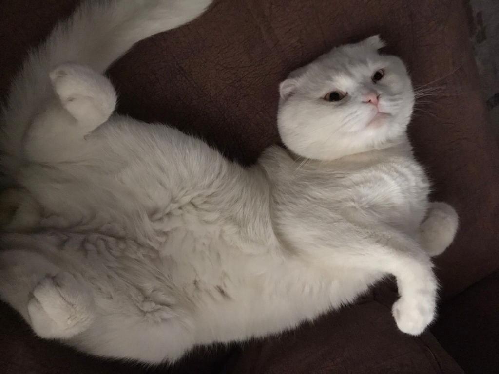 tenur_can's tweet photo. Yeni ev arkadaşım her ne kadar kiraya ortak olmasa da 😅😅😅 https://t.co/Bla7oAHY7v