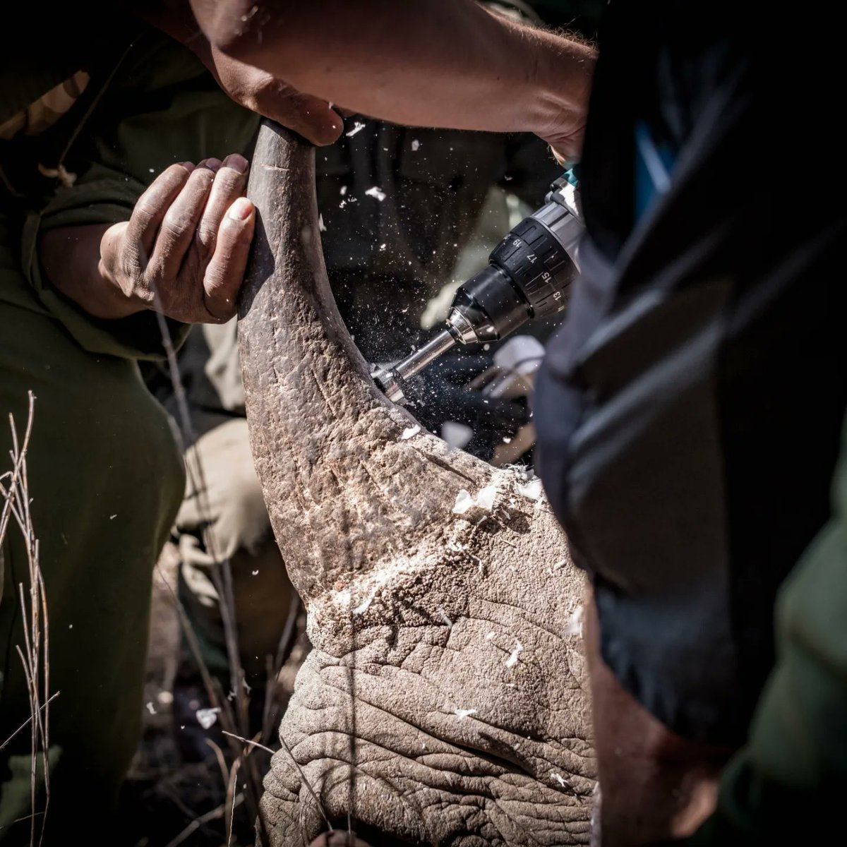 Lewa Wildlife Conservancy tweet media