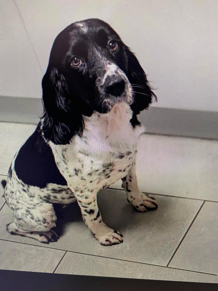Loving the fact that we are about to welcome our #TherapyDog in our ED at @SomersetFT - welcome Gertie!!! 🐾
