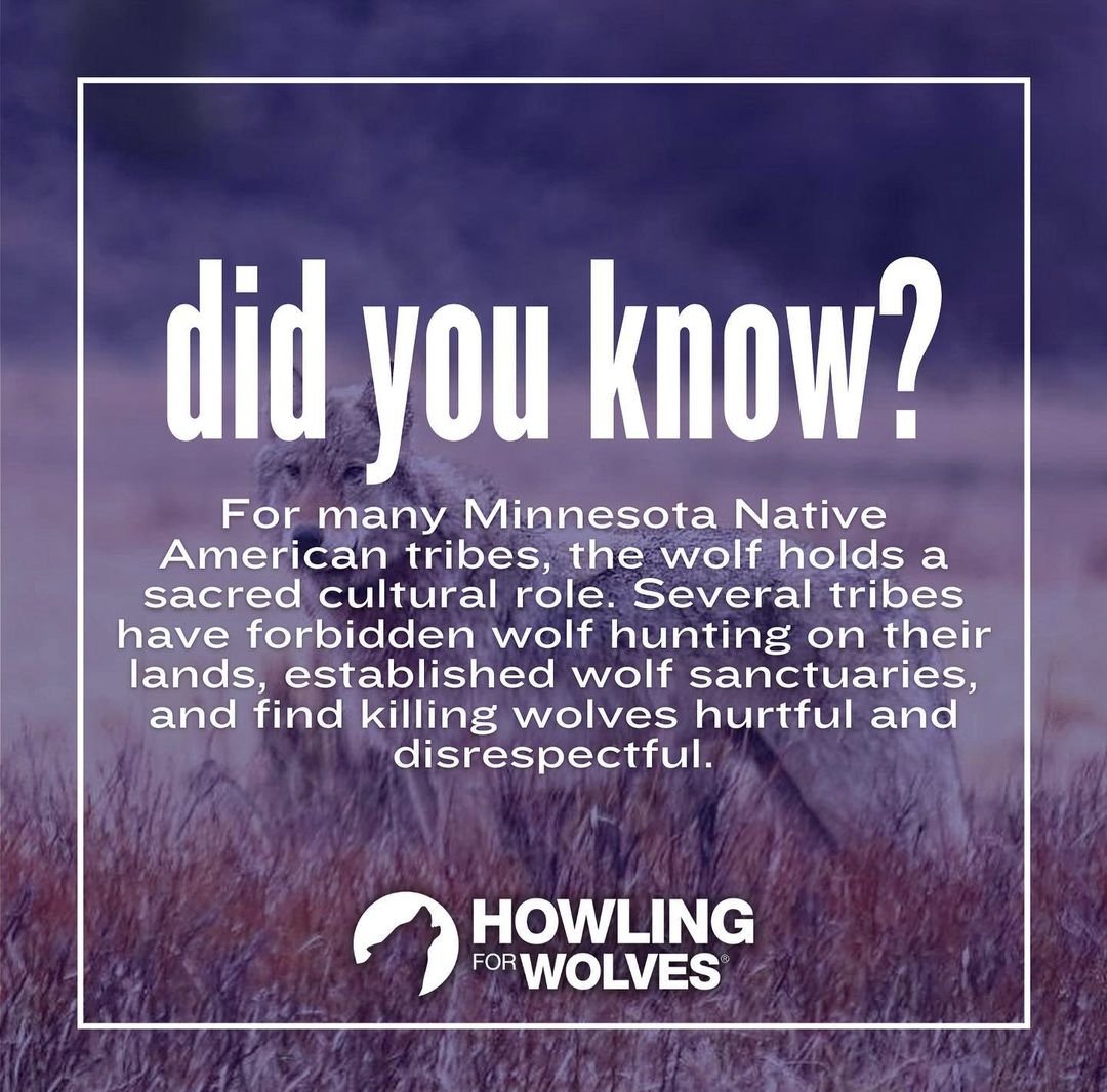 jony_SkyeWolf's tweet image. The Wolf is my brother
#relistwolvesnow