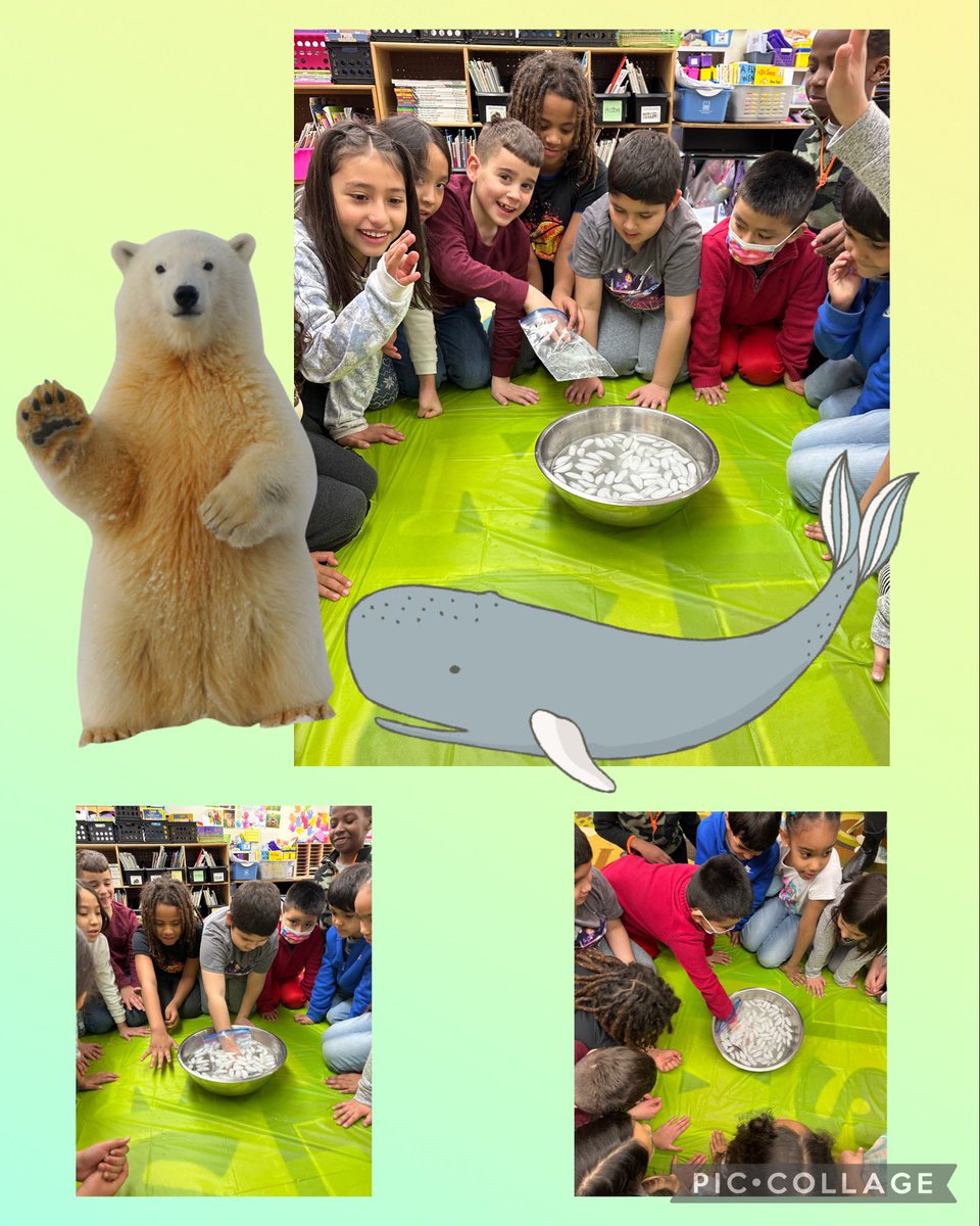 StadleyRough's tweet image. How do polar bears or whales stay warm in cold temperatures? 🐋 🐻‍❄️ #STRscientists #STRsecondgrade