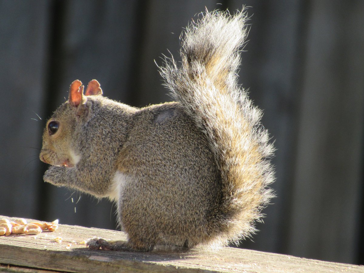 Lovely Lucia arrives at the backyard feeding station again. 

She's up to something but I don't know what. 

The squirrel houses are right above her head. Maybe she has her eye on one of them.