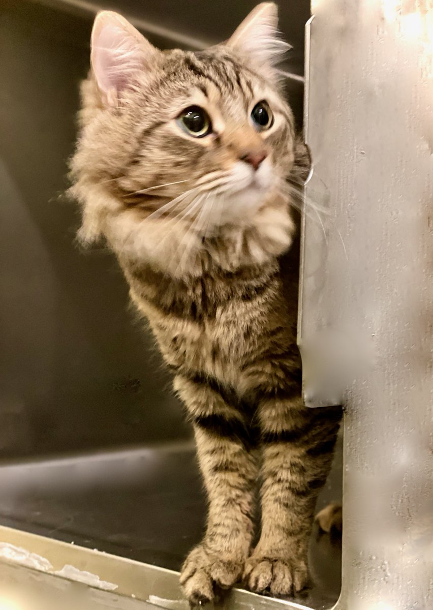 💖Help us welcome Binx!💖He &amp; his brother Ash are scared but super friendly &amp; sweet. And gorgeous - obviously! Still in intake - available soon. #Virginia #noVA #DC #WashingtonDC #cat #cats #caturday #SaturdayVibes #saturday #PositiveVibes #kittens #cute #AdoptDontShop #luv