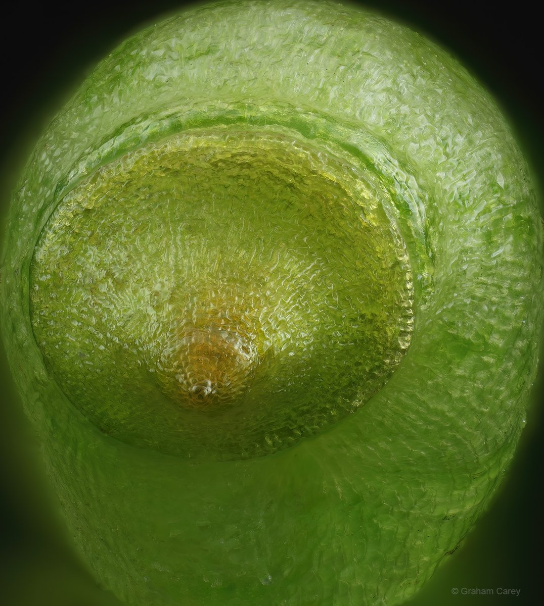 GrahamsPics's tweet image. Spring is here! A moss sprorangium today from near our garden pond in Chertsey.