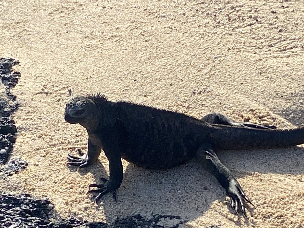 Hindsw's tweet photo. Always good to make new friends on vacation #Galapagos https://t.co/fTkQ1LzWHq