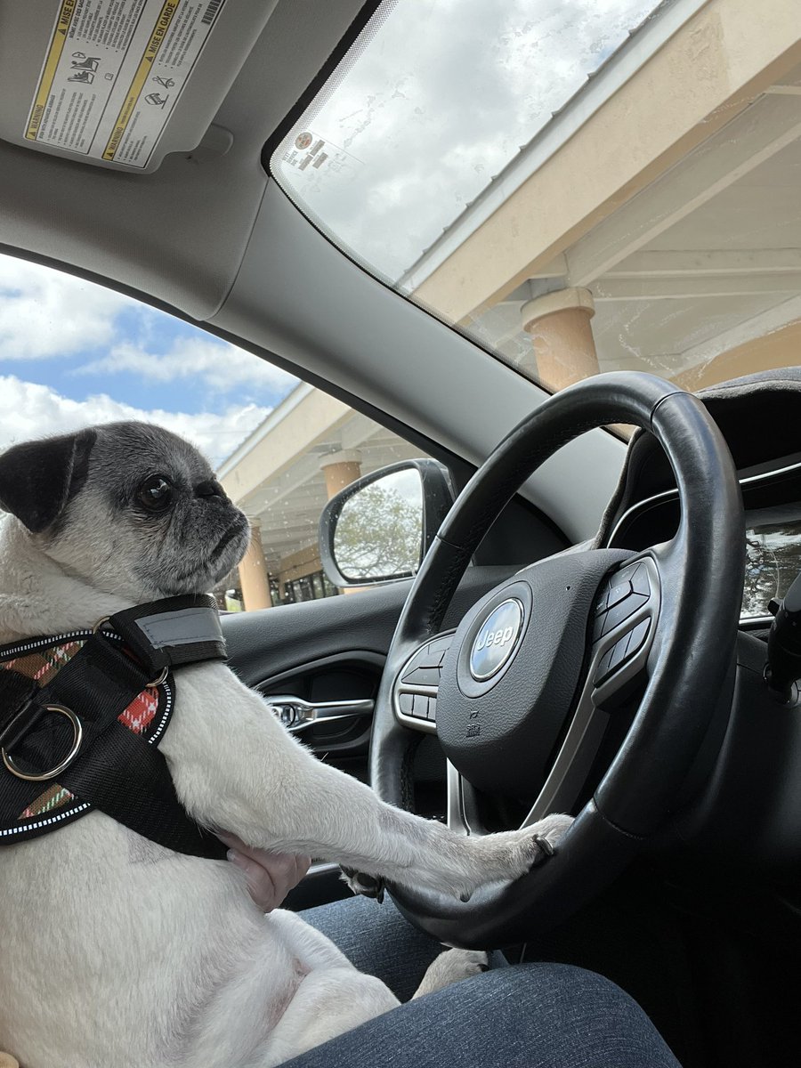 Pia_Pia_the_Pug's tweet photo. Ready to roll… @jeep #cherokee #jeepdog #onlywaytotravel #readytoroll #happy #love #jeepcherokee #puglife #puglove #pug #pugnation #jeeplifeisthebestlife #traveler #travelingpug #rescuedog #nothinggonnastopus #pugsofinstagram #moveit #familytime #adorable #precious #safety https://t.co/pLe029h54V