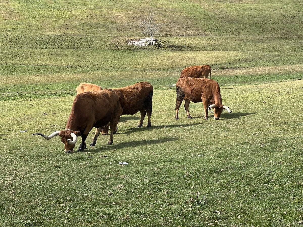 valsipam's tweet photo. 🇬🇧 #Highlights: Final transnational workshop of the #VALSIPAM project🚩#GIAHSBarroso
Tourist experiences, discovering the #Boticas Natural Park, local gastronomy, landscapes with #Barrosa cattle and the future GIAHS Centre 
#sustainabletourism @FAO @Sudoe5 @FAOScienceChief https://t.co/5eJnR0FecI