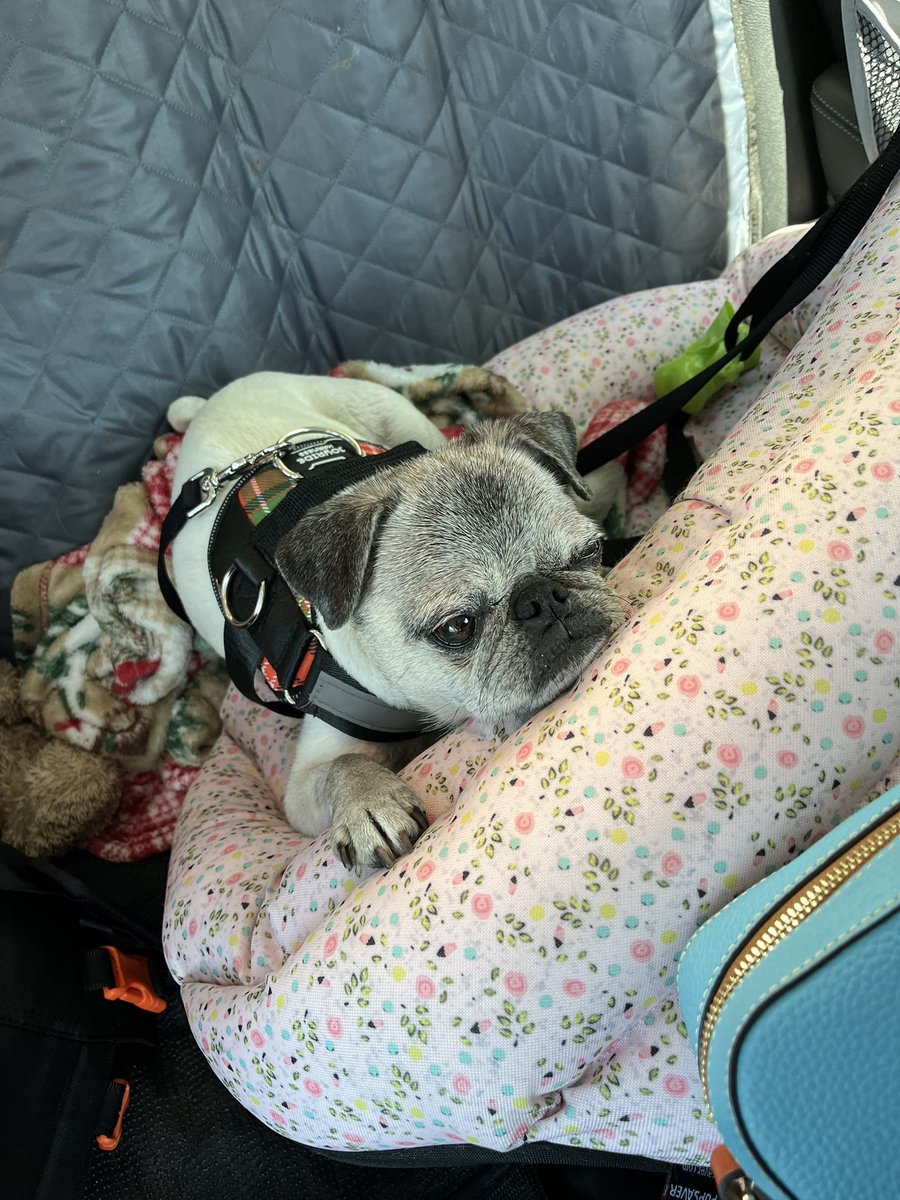 Pia_Pia_the_Pug's tweet photo. Pia Pia had a rough Sunday still recuperating from having so much fun on Saturday! @BedBathBeyond @Lowes @PupSaver1 #puglife #recuperating #tired #sleepy #shopping #puglove #love #adorable #sweet #precious #familytime #happy #earlytobed #toomuchfun https://t.co/Atv2i8AuWw