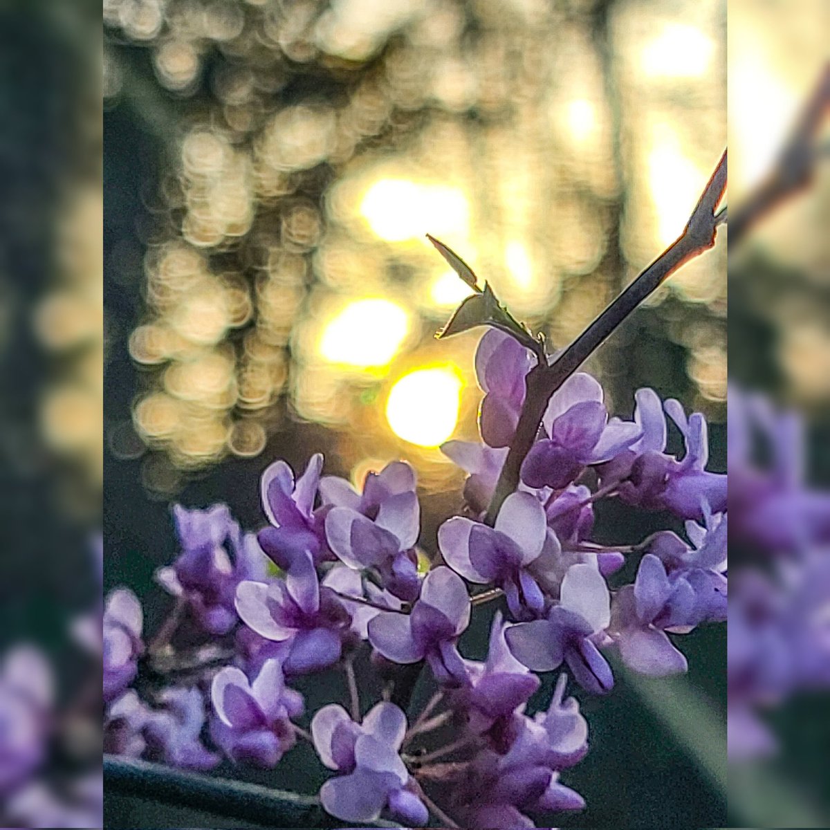 VVValderas's tweet photo. Red Bud Tree at Sunset.
#sunset #nature #redbud #redbudtree #redbuds #blossom #tree #sunsetsoftwitter https://t.co/apT24AWO3f
