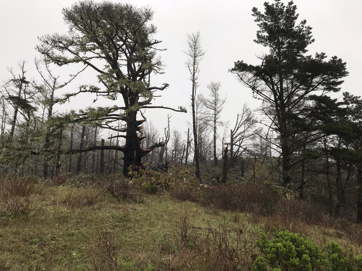 🎶 it never rains in California 🎶….   Yeah, nah.  It actually hailed 😀.   But smiles all round from the Team sampling Pinus radiata in its natural home.  Just Awesome!!