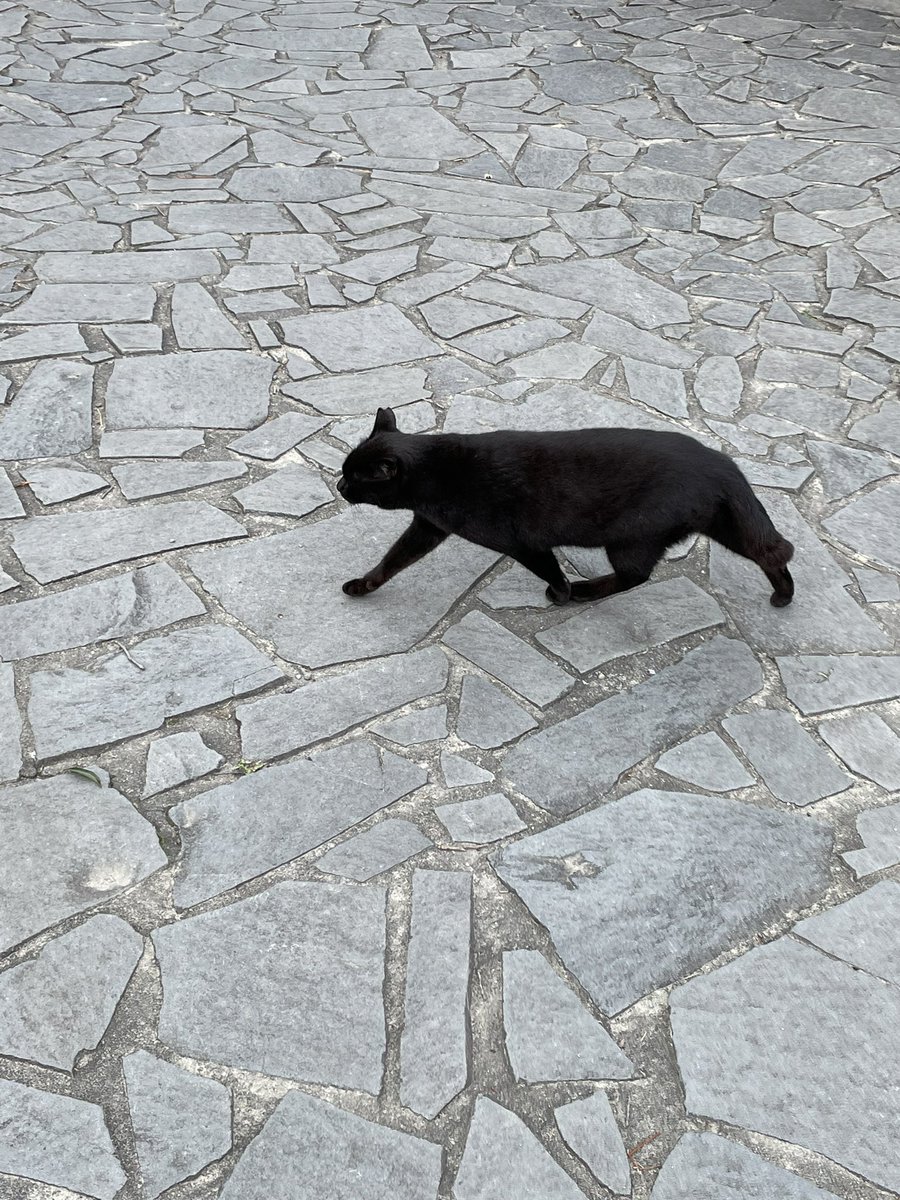 黒猫が目の前を綺麗に横切った。縁起！ https://t.co/SsIRtoenYA