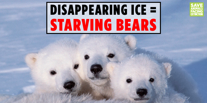 Save Animals Facing Extinction (@SaveAnimals) / Twitter Save Animals Facing Extinction (@SaveAnimals) / Twitter