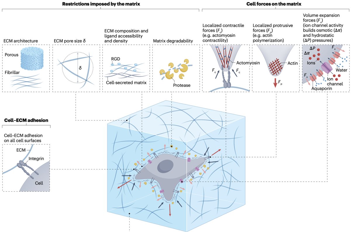 the Chaudhuri lab (@thechaudhurilab) on Twitter photo Check out our latest review in <a href="/NatRevMCB/">Nature Reviews Molecular Cell Biology</a> on Cell-ECM mechanotransduction in 3D! w/ <a href="/aashrithsarasw1/">Aashrith Saraswathibhatla</a> <a href="/DhirajIndana/">Dhiraj Indana</a> dlvr.it/Sk4n79 Check out our latest review in <a href="/NatRevMCB/">Nature Reviews Molecular Cell Biology</a> on Cell-ECM mechanotransduction in 3D! w/ <a href="/aashrithsarasw1/">Aashrith Saraswathibhatla</a> <a href="/DhirajIndana/">Dhiraj Indana</a> dlvr.it/Sk4n79