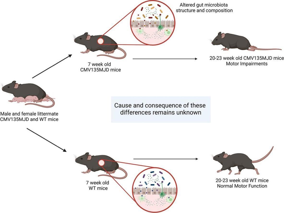 Happy to share our new article reporting that Machado Joseph disease #mjd severity is linked with #gutmicrobiota alterations in a mouse model of the disease

Great work by <a href="/kjrobinson_MQ/">Katie Robinson</a> <a href="/mnd_mq/">Motor Neuron Disease Research Centre</a> in collaboration with <a href="/Dr_Hasinika/">Hasinika Gamage</a> <a href="/PaulsenLab/">Paulsen Lab</a> 
sciencedirect.com/science/articl…