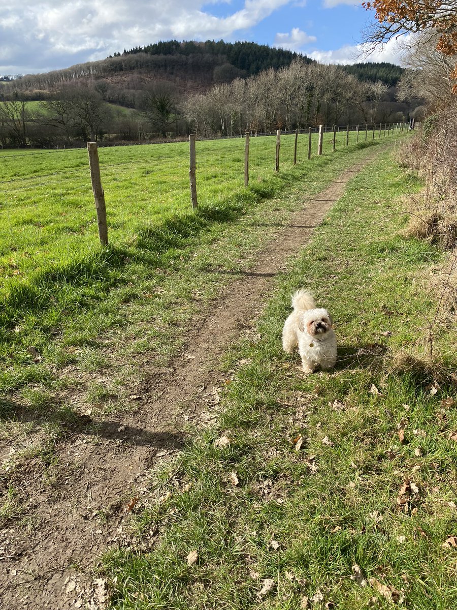 PeggyInCharge's tweet image. You’d think I’d be bored of the place by now, but I’m not; I could trot these hills for EVER #dartmoor #southdevon #dogheaven