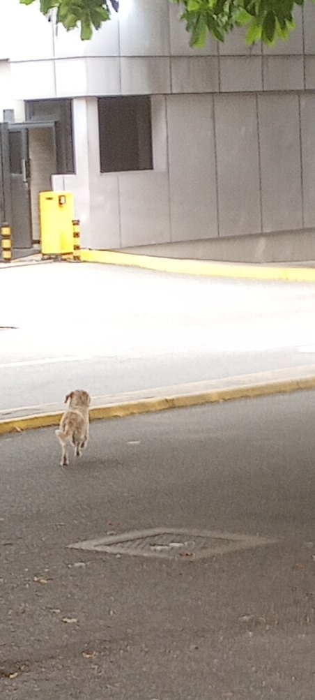 PerroUsuario's tweet photo. Necesita #AYUDA RT @perezhbja: Perrito tipo Maltes en situación de riesgo por PDVSA La Campiña Caracas 4:00 PM de este 27 Febrero. Está asustado y al tratar de agarrarlo se lanza a la calle. https://t.co/Uz63mib7Sr