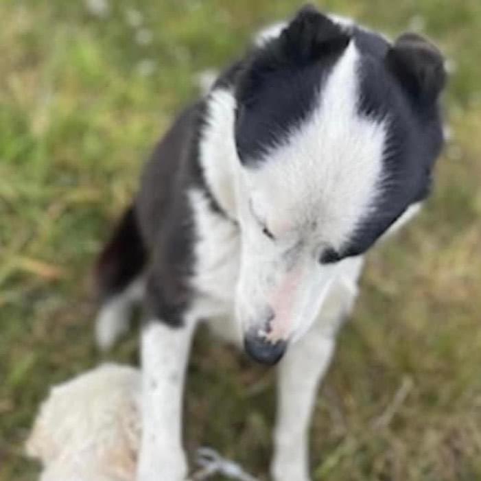 colliesontherun's tweet photo. @carrigaholt21 please could we ask you to RT to help us #findRex ?
REX WENT MISSING 2/8/22 FROM #Moyasta #CoClare SOUTHERN IRELAND. HIS FAMILY ARE 💔 WE THINK HE MAY OF WANDERED TOO FAR AND BEEN PICKED UP could he be in your area? TY
https://t.co/ekQFJiPbI3 https://t.co/lc3woMZp5t