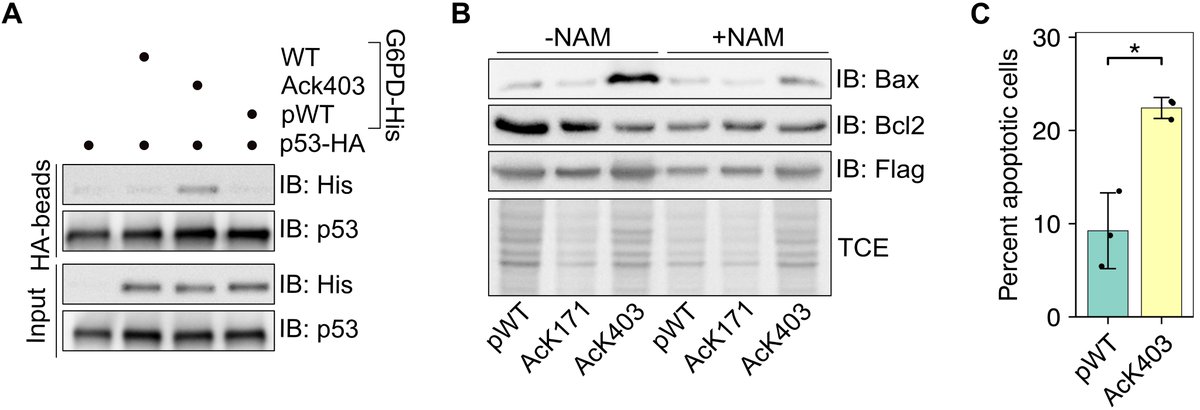ArbelyLab's tweet photo. We also found that G6PD K403 acetylation promotes Y503 phosphorylation, interaction with p53 (A), and p53-dependent induction of apoptotic signaling cascades (B, C). 6/7 https://t.co/Bm2kZLxmKg