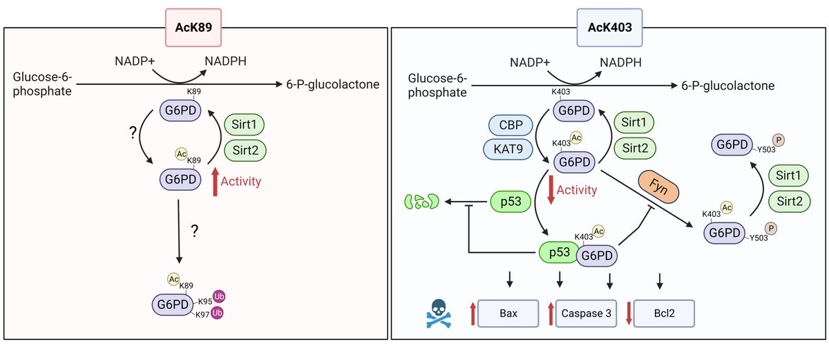 ArbelyLab's tweet photo. These and other findings described in the manuscript, can be summarized in a mechanistic model for the functional implications of G6PD K89 and K403 acetylation. 7/7 https://t.co/owYcX0xiGq