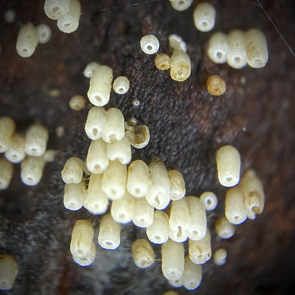 bernoid's tweet photo. Little chonk of Henningsomyces candidus under this log. Lovely. #lookingunderlogs #fungi https://t.co/qt1Ieip2B3