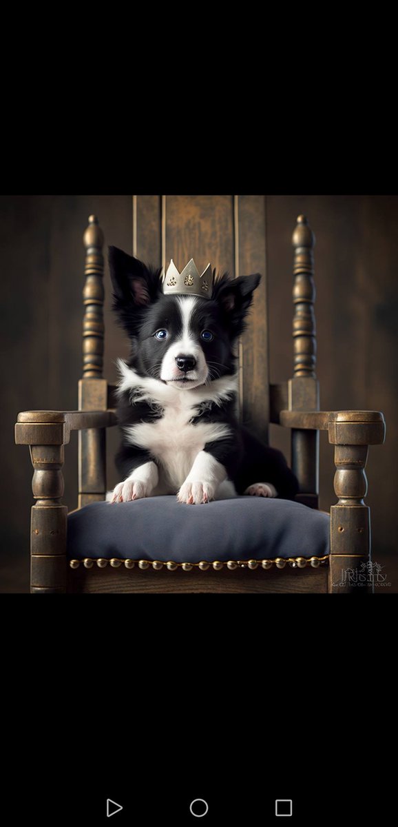 faisalalblwi's tweet photo. @red_magic_bh @elonmusk @Collieinu_token $collie
#collie
#CollieInu https://t.co/4jBlrVKYlL
