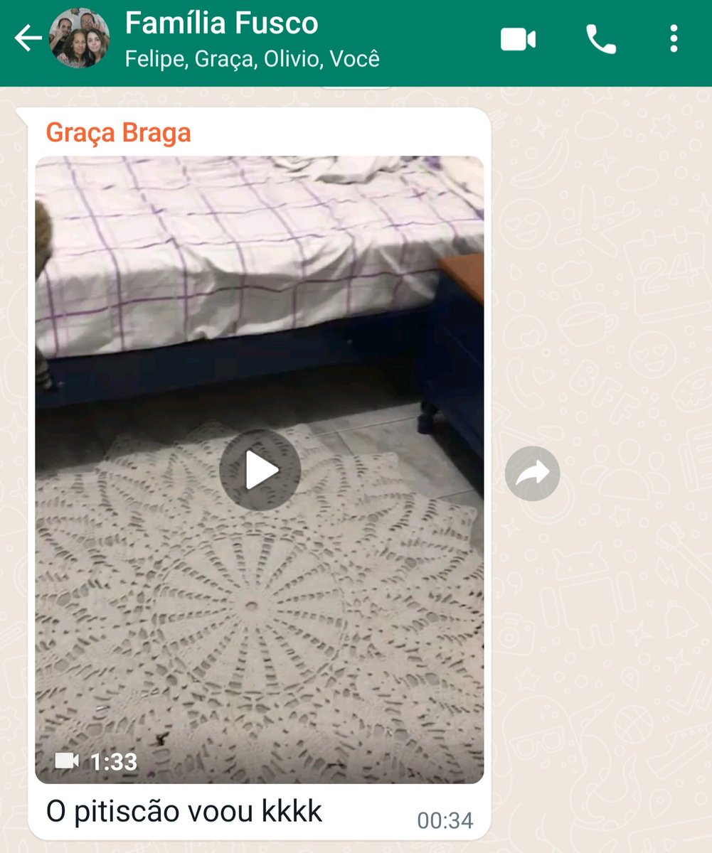 fefusco's tweet photo. Minha mãe me manda um vídeo com o texto O PITISCÃO VOOU KKKK. Era da gata dela que caçou uma borboleta e soltou no quarto. Melhor legenda impossível. https://t.co/efHlNS2UC8