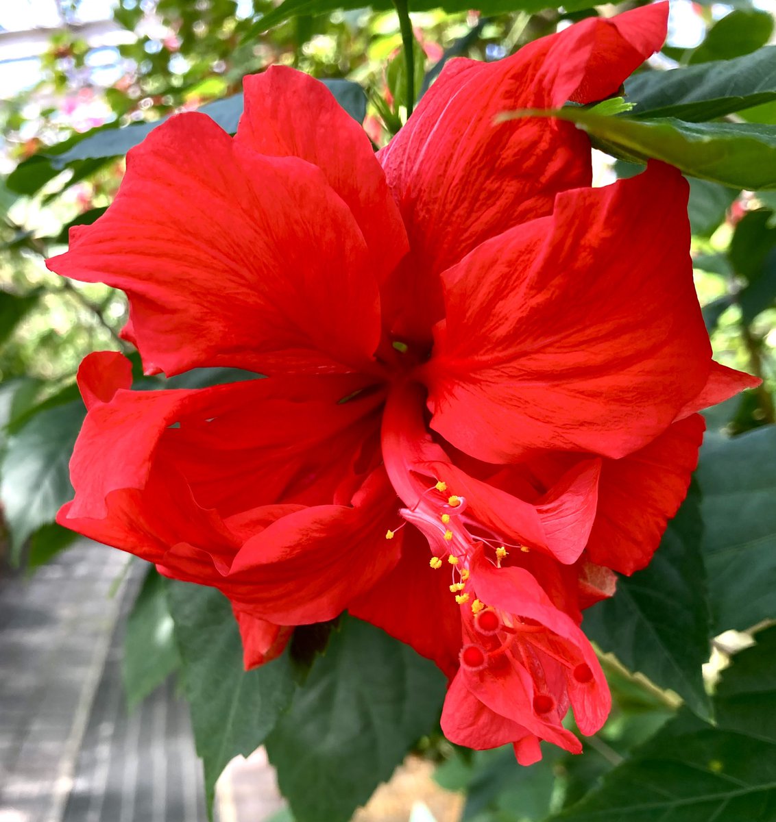 おはようございます🤗　　
　🌸今日の雑学🌸
暖かくなり心も身も軽やかですね🌈🎶
でも、花粉症の方には辛い季節です🥲😢
私も花粉症です😭

「避粉地」をご存知ですか🤔
スギ・ヒノキの植生が行われていない北海道
殆ど存在しない沖縄などです

2月もありがとうございました🙇‍♀️
良き一日を　　🌺🐰