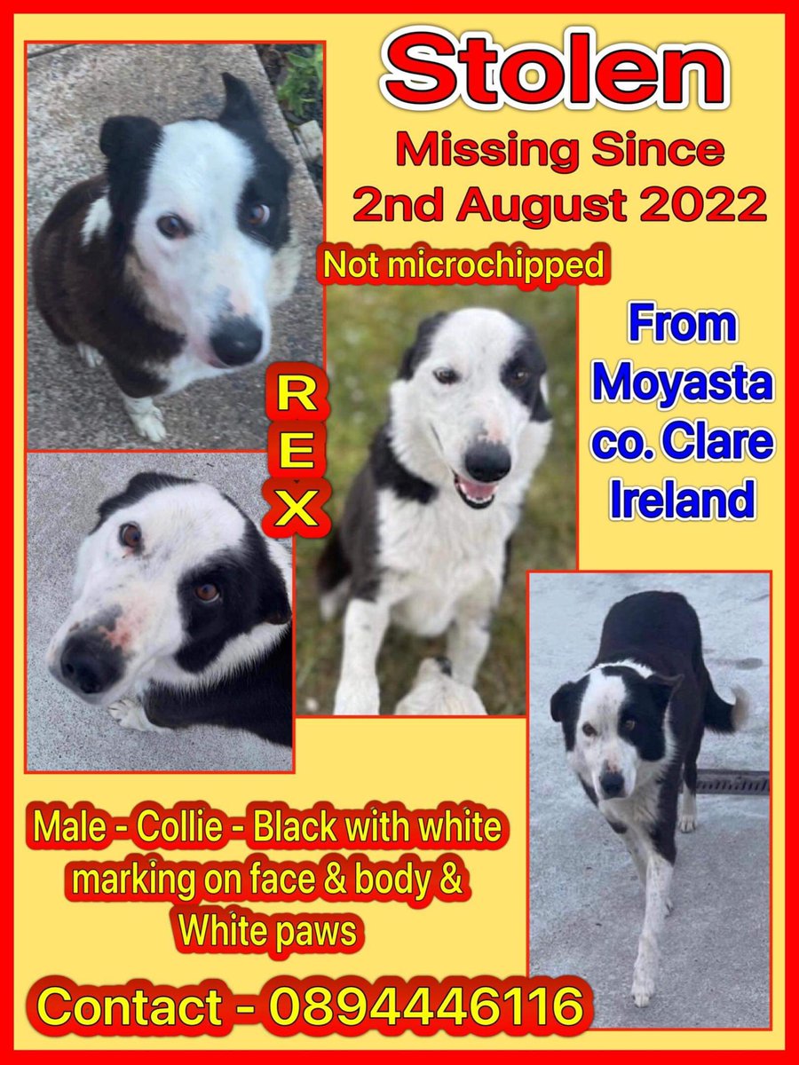 colliesontherun's tweet photo. @cooraladiesgaa PLS COULD WE ASK YOU TO RT TO HELP US #findRex ?
He went missing 2/8/22 from #Moyasta #CoClare we thought poss he could of wandered too far and been picked up? any help is really appreciated TY
https://t.co/ekQFJiPbI3 https://t.co/8F7GOw9PBV