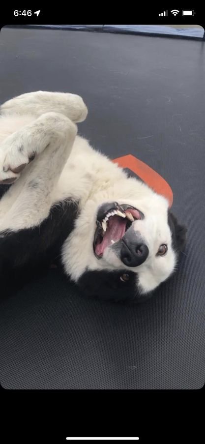 gelert01's tweet photo. #findRex missing overnight 2/8/22 from home #Moyasta #Co_Clare #Eire HE WAS RESCUED BY HIS FAMILY & SAVED FROM BEING #PTS https://t.co/i8fe37sFZ2
@rosiedoc666 @KarenFi51820768 @karensarah66 @RachaelB100 @colliesontherun @MissingPets_ie https://t.co/79Fql6lIT8