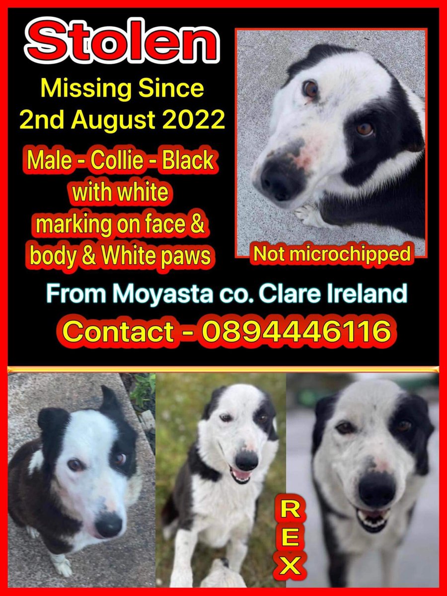 gelert01's tweet photo. #findRex missing overnight 2/8/22 from home #Moyasta #Co_Clare #Eire HE WAS RESCUED BY HIS FAMILY & SAVED FROM BEING #PTS https://t.co/i8fe37sFZ2
@rosiedoc666 @KarenFi51820768 @karensarah66 @RachaelB100 @colliesontherun @MissingPets_ie https://t.co/79Fql6lIT8