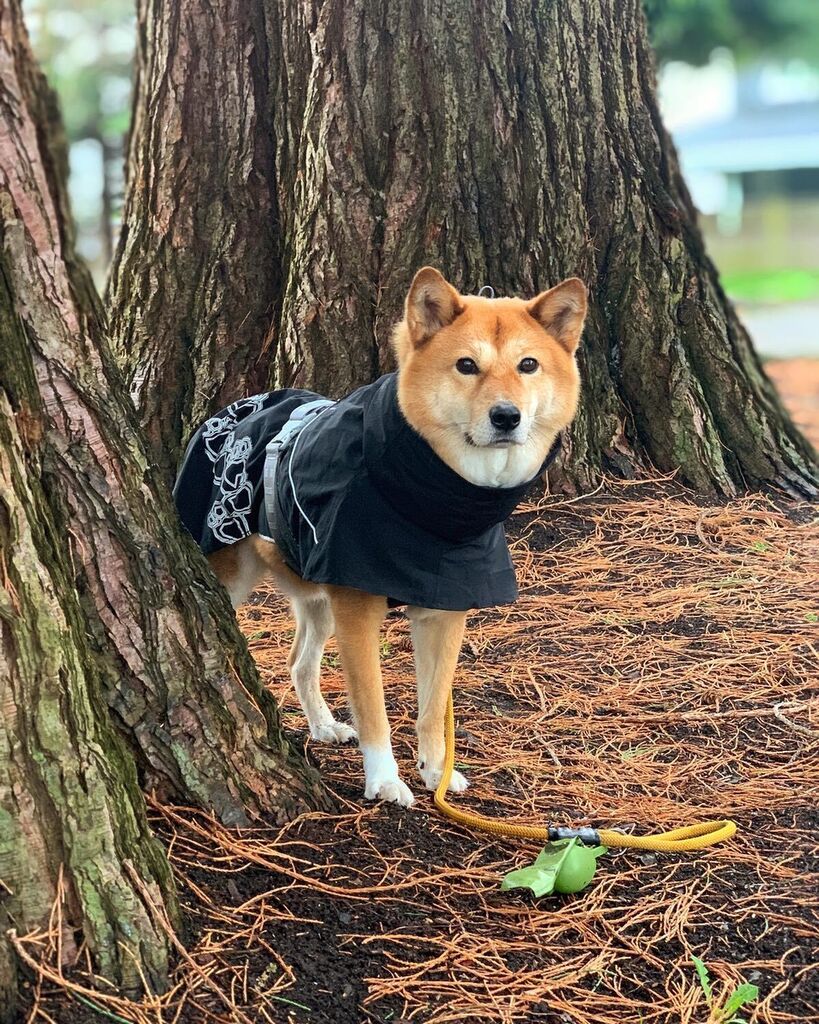 markus_mcgruff's tweet photo. 📸 Follow Markus’ adventures on instagram! @markus_mcgruff #dogs #dogsofinstagram #pacificnorthwest https://t.co/4sHC6hhGPH