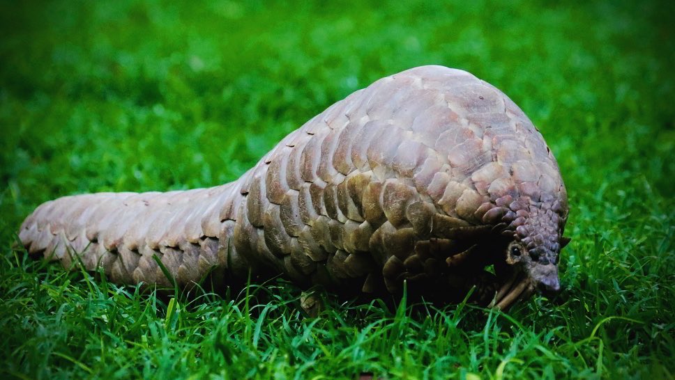Zimbotash's tweet photo. Meeting a pangolin for the first time ever. A Cape ground/Temminicks pangolin listed as vulnerable at a rescue in Zimbabwe. My dream come true. #pangolin #rescuedpangolin #zimbabwe #conservation @WildIsLife https://t.co/OYPtKdJsfW