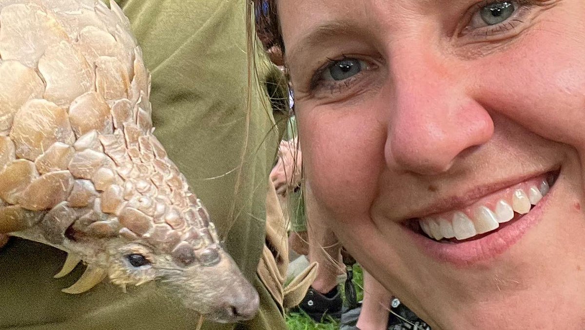 Zimbotash's tweet photo. Meeting a pangolin for the first time ever. A Cape ground/Temminicks pangolin listed as vulnerable at a rescue in Zimbabwe. My dream come true. #pangolin #rescuedpangolin #zimbabwe #conservation @WildIsLife https://t.co/OYPtKdJsfW