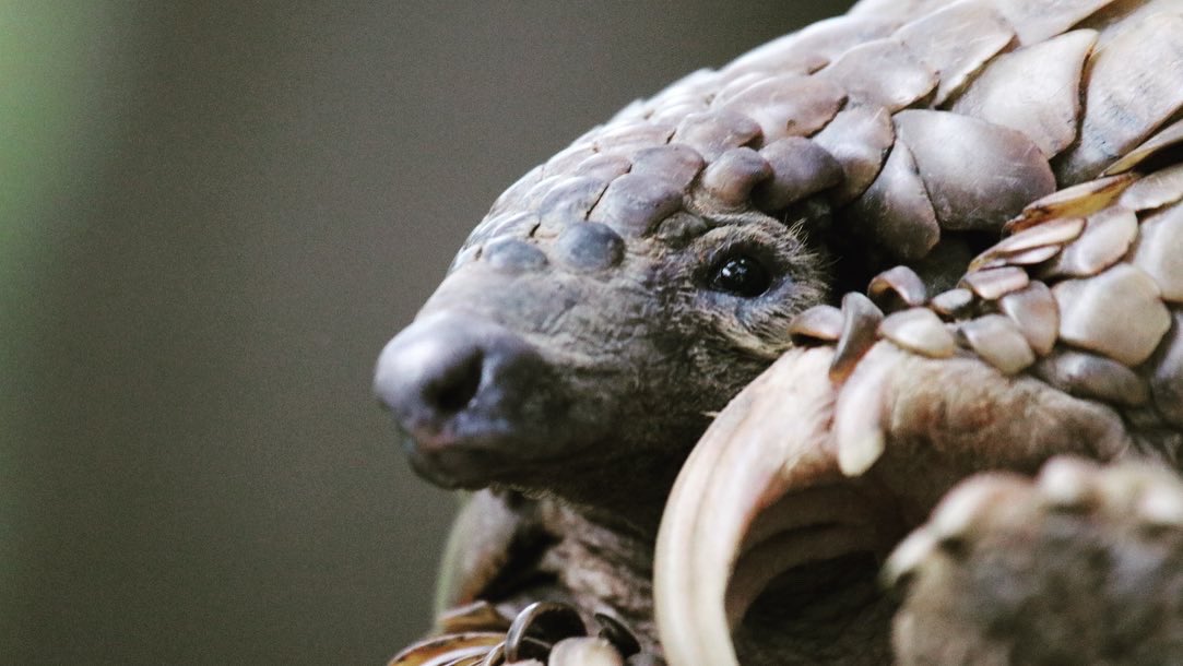 Zimbotash's tweet photo. Meeting a pangolin for the first time ever. A Cape ground/Temminicks pangolin listed as vulnerable at a rescue in Zimbabwe. My dream come true. #pangolin #rescuedpangolin #zimbabwe #conservation @WildIsLife https://t.co/OYPtKdJsfW